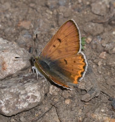 Lilac-bordered Copper: Lycaena nivalis