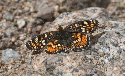 Field Crescent: Phyciodes pulchella