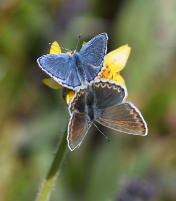 Anna's Blue: Plebejus anna