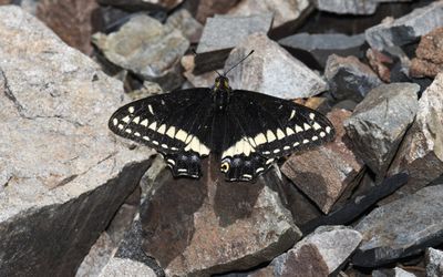 Indra Swallowtail: Papilio indra