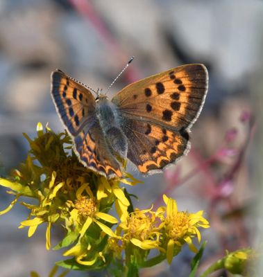 Purplish Copper: Lycaena helloides