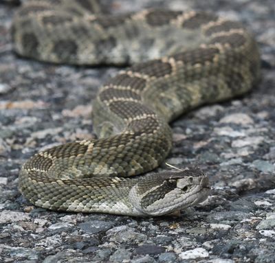 Northern Pacific Rattlesnake