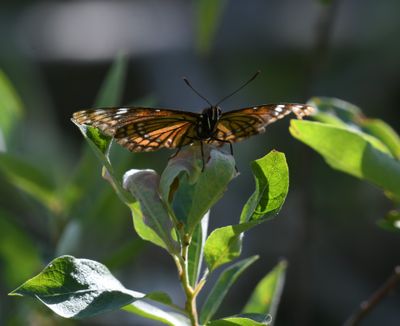 Vicequin: Viceroy x Lorquin's Admiral