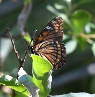 Vicequin: Viceroy x Lorquin's Admiral