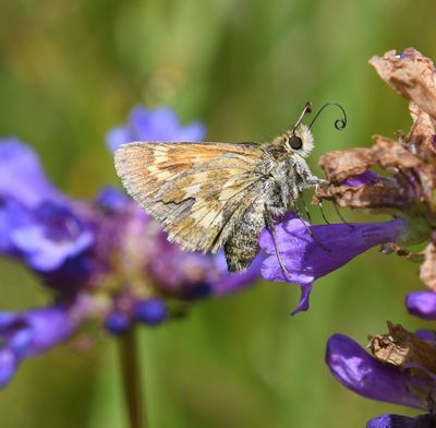 Mardon Skipper: Polites mardon