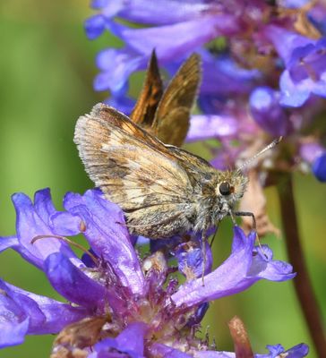 Mardon Skipper: Polites mardon