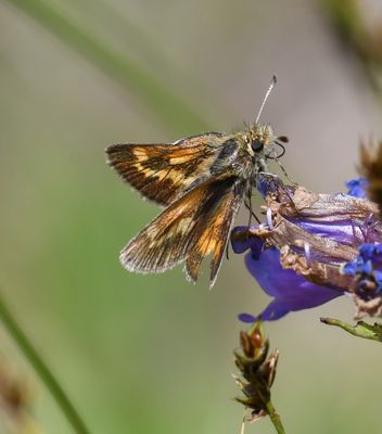 Mardon Skipper: Polites mardon