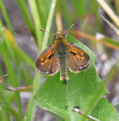 Mardon Skipper: Polites mardon