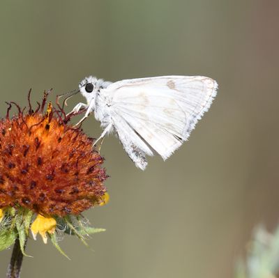 Northern White Skipper: Heliopetes ericetorum