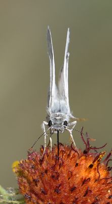 Northern White Skipper: Heliopetes ericetorum