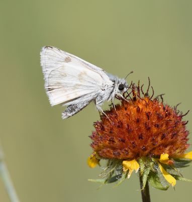 Northern White Skipper: Heliopetes ericetorum