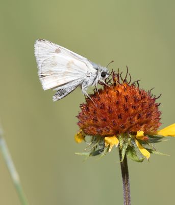 Northern White Skipper: Heliopetes ericetorum