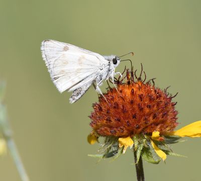 Northern White Skipper: Heliopetes ericetorum