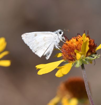 Northern White Skipper: Heliopetes ericetorum