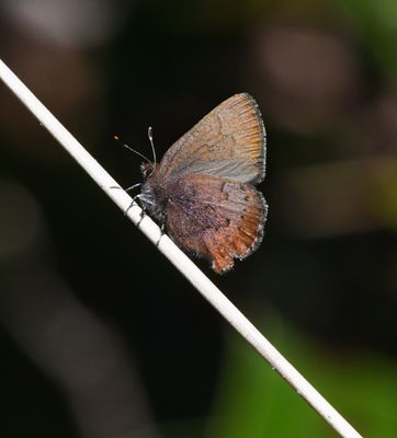 Brown Elfin: Callophrys augustinus