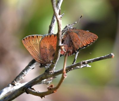 Brown Elfin: Callophrys augustinus