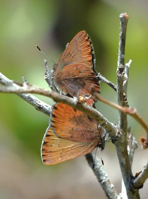 Brown Elfin: Callophrys augustinus