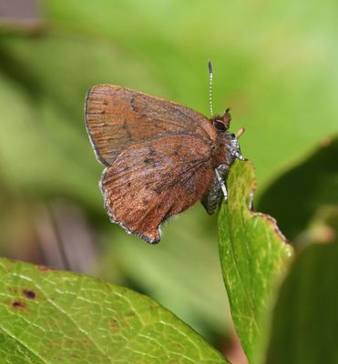 Brown Elfin: Callophrys augustinus