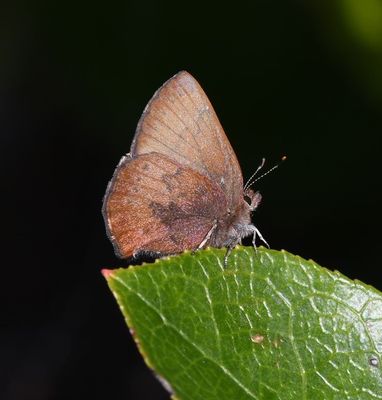 Brown Elfin: Callophrys augustinus