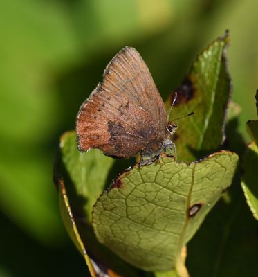 Brown Elfin: Callophrys augustinus