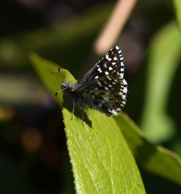 Two-banded Checkered Skipper: Pyrgus ruralis