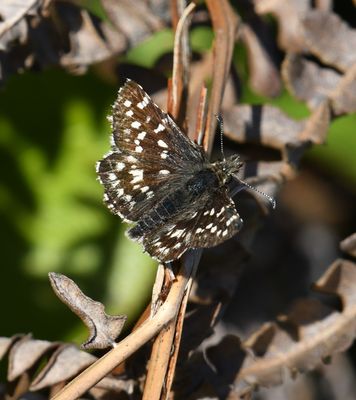 Two-banded Checkered Skipper: Pyrgus ruralis