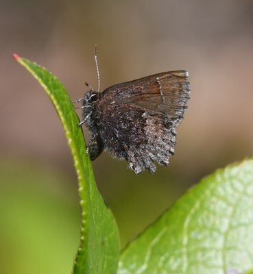 Hoary Elfin: Callophrys polios