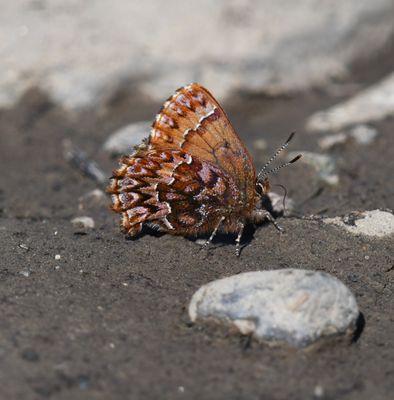 Western Pine Elfin: Callophrys eryphon