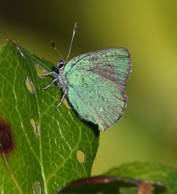 Bramble Green Elfin: Callophrys dumetorum