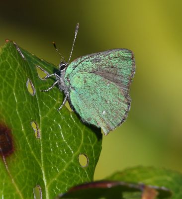 Bramble Green Hairstreak: Callophrys dumetorum