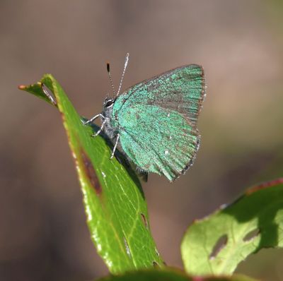 Bramble Green Hairstreak: Callophrys dumetorum