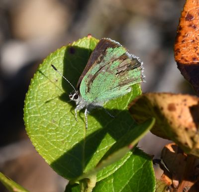 Bramble Green Elfin: Callophrys dumetorum