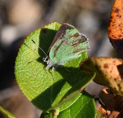 Bramble Green Hairstreak: Callophrys dumetorum