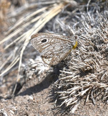 Ridings' Satyr: Neominois ridingsii