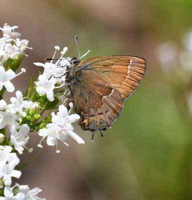 Cedar Hairstreak: Callophrys gryneus