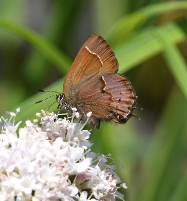 Cedar Hairstreak: Callophrys gryneus