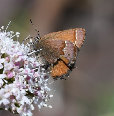 Cedar Hairstreak: Callophrys gryneus