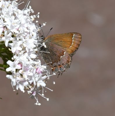 Cedar Hairstreak: Callophrys gryneus