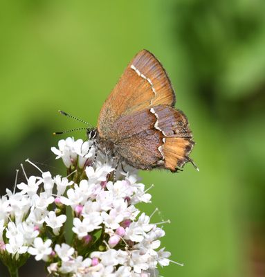 Cedar Hairstreak: Callophrys gryneus