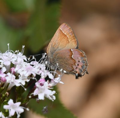 Cedar Hairstreak: Callophrys gryneus