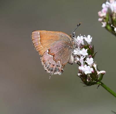 Cedar Hairstreak: Callophrys gryneus