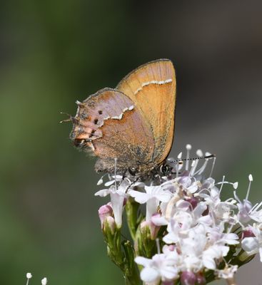 Cedar Hairstreak: Callophrys gryneus