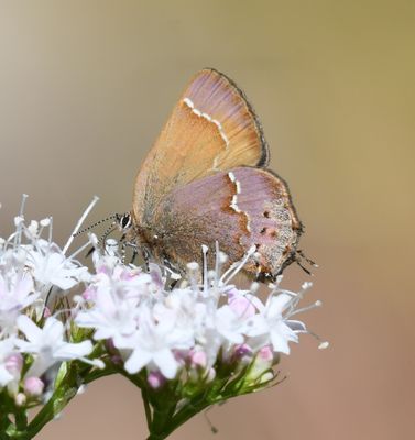 Nelson's Hairstreak: Callophrys nelsoni
