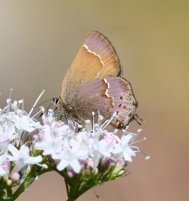 Cedar Hairstreak: Callophrys gryneus