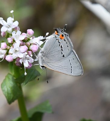 Gray Hairstreak: Strymon melinus