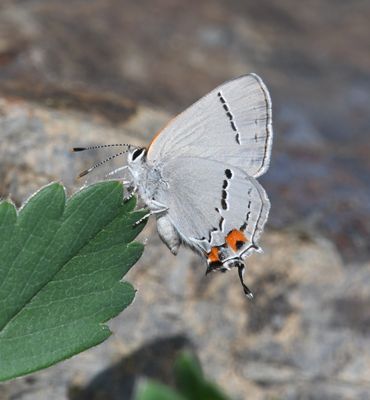 Gray Hairstreak: Strymon melinus