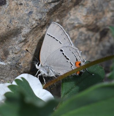 Gray Hairstreak: Strymon melinus