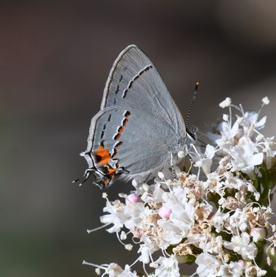 Gray Hairstreak: Strymon melinus