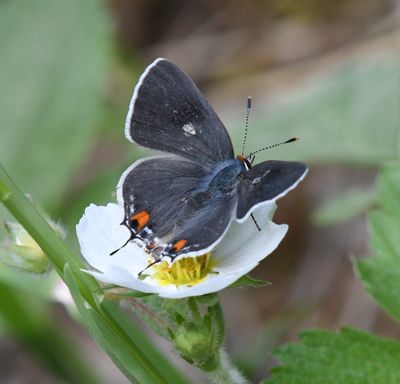 Gray Hairstreak: Strymon melinus