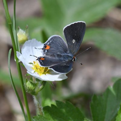 Gray Hairstreak: Strymon melinus